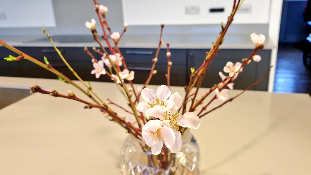 Indoor peach #blossom, on branches pruned about 10 days ago in #wildputney.