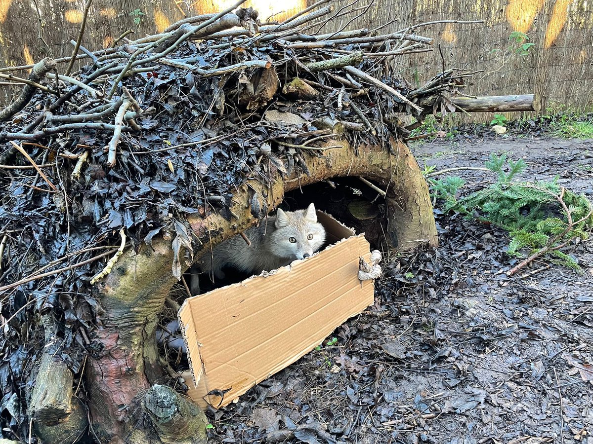 Rangers from @CresseyCollege made this impressive #enrichment for Simba the Corsac #Fox. Since his father Mufasa died, Simba has been on an enrichment increase to help prevent loneliness &amp; keep him busy. Simba LOVED it! Thank you so much for all of your hard work Rangers!#love