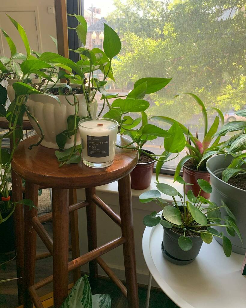 LovethyStore's tweet image. Good smells always at @shop.flordelsoul HQ instagr.am/p/CaAQq8rpXnT/