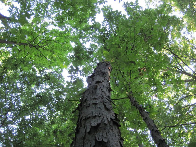 InghamConsDist's tweet image. Spring Tree Sale! Webstore working again! - mailchi.mp/8e435eeb84bd/h…