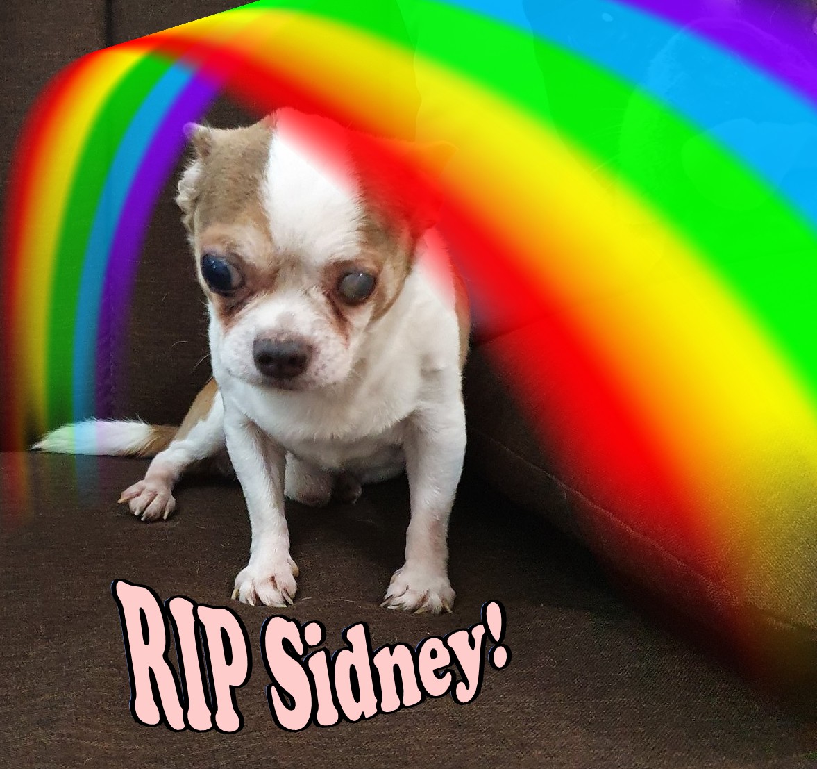Brent_D_Lee's tweet photo. #DogsofTwittter No words ever ease the passing of a trusted #furbaby. Sorry for your loss Margie @LimquecoMargie #RIPSidney🐾🙏 https://t.co/IDGeiHhNw9