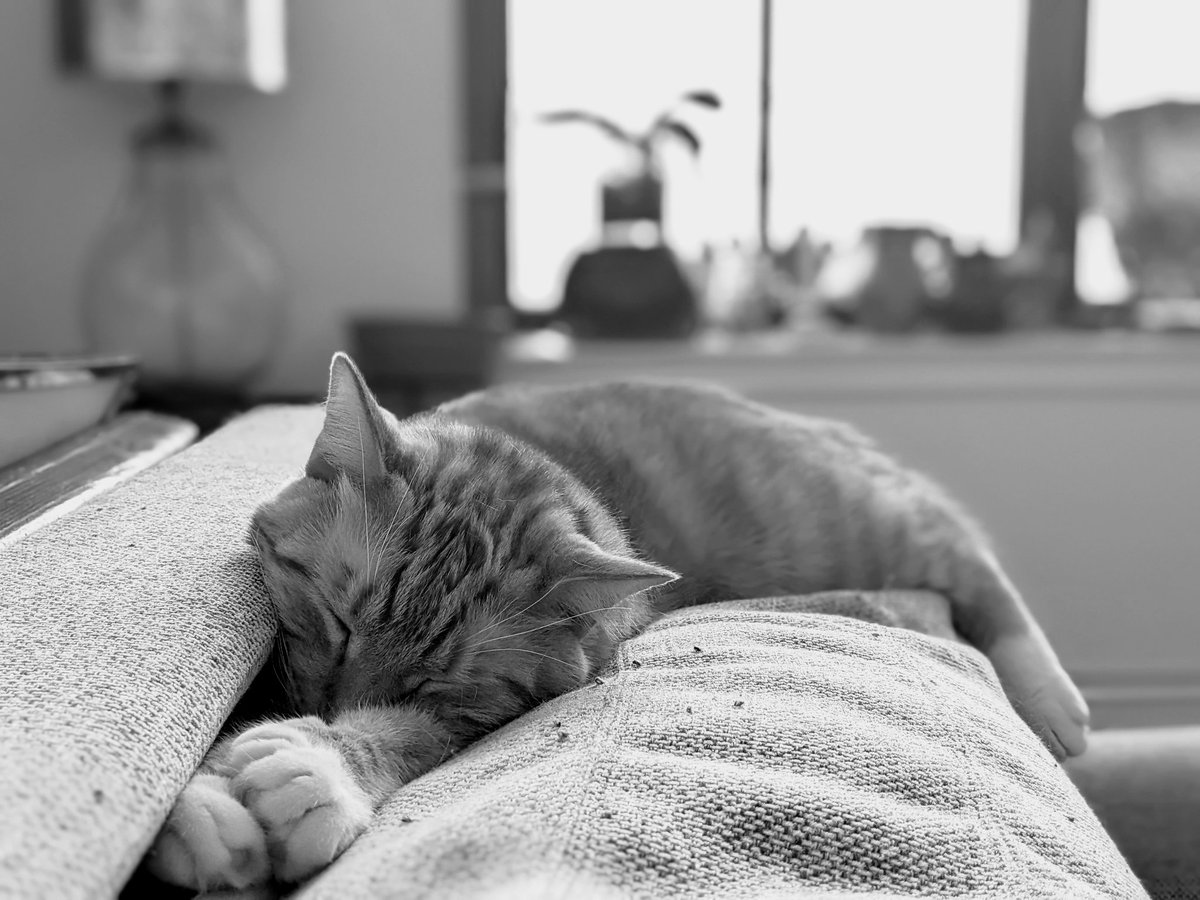 #anotherday #anothercat