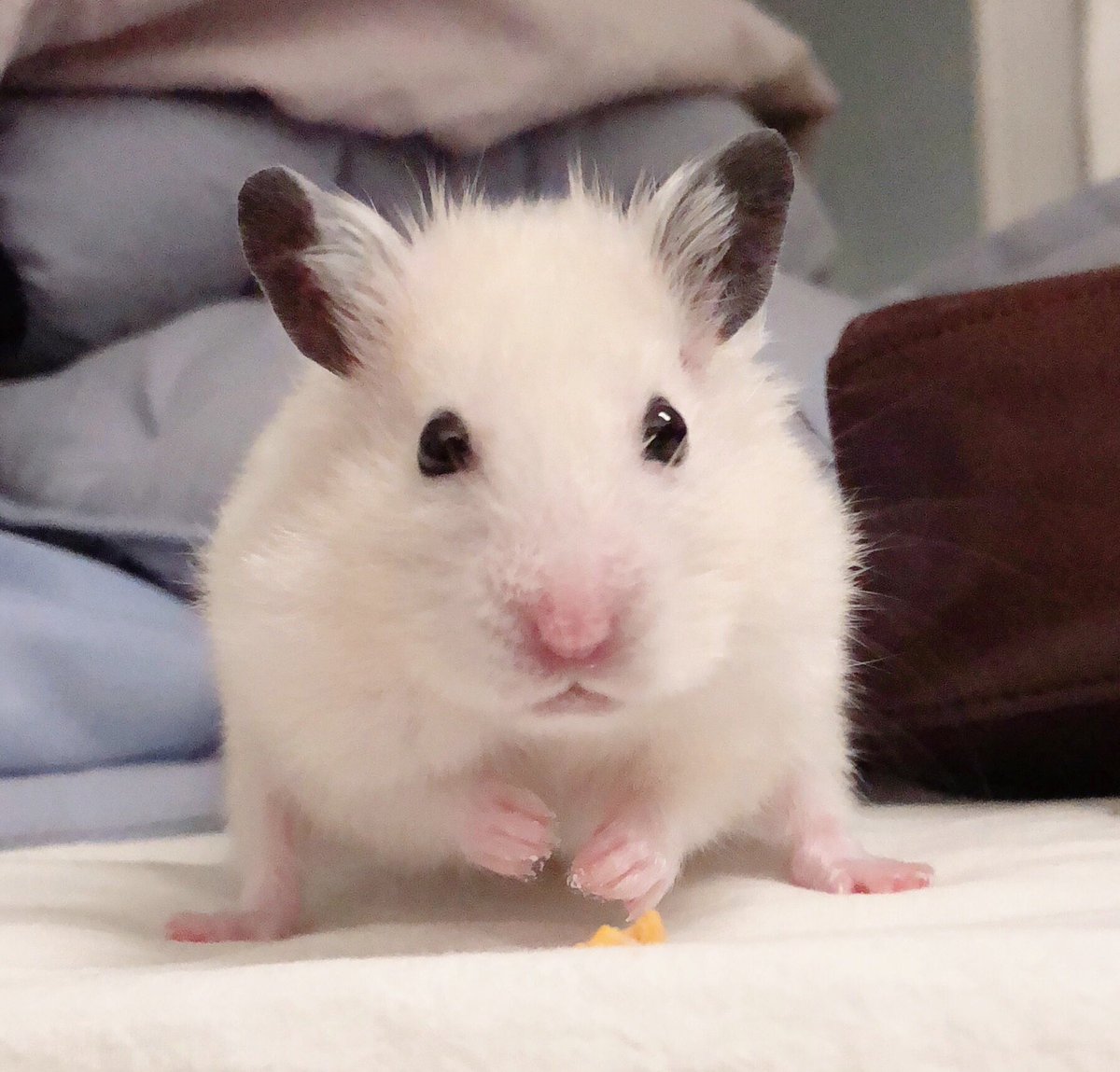 햄영감이랑 딸기 나눠먹는 거 좋아해요