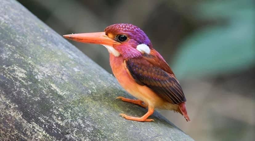 FISHINGbibleHQ's tweet photo. Check out this stunning Ultra-Rare South Philippine Dwarf Kingfisher Photographed for the Very First Time in 2020.
Read the full story here - https://t.co/CSKR185PTR
Esquire Philippines
@BigCarpBuzz
#Carp #CarpFishing #Fishing #KingFisher #EsquireUK #MonsterCarp https://t.co/6Fuc0Ujpdg