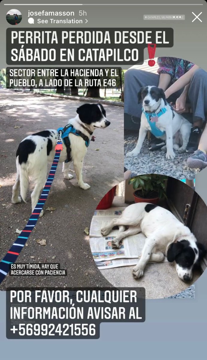 Ayuda por favor! <a href="/lindorfovet/">Sebastián Jiménez E.</a> <a href="/botaspuesta/">Paula BotasPuestas</a> <a href="/RDAChile/">RDA Chile</a> <a href="/infoanimalchile/">Info Animal Chile 🇨🇱</a> <a href="/SOS_Animales/">SOS Animales</a> <a href="/equipoeabp/">Equipo E.A.B.P.</a> <a href="/UaaChile/">UAA Chile</a> @natalianiedmann