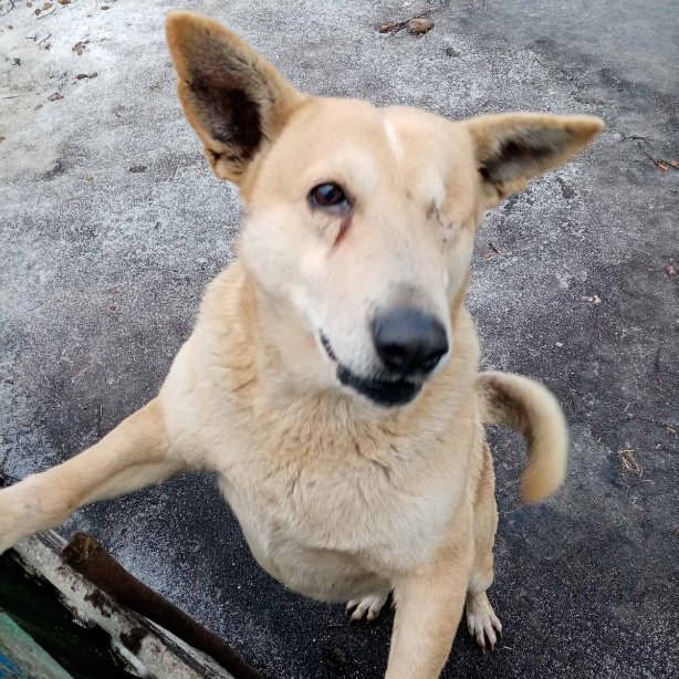 Добрый вечер! Мы с Трезором спешим сообщить всем,кто переживает за нас,что ничего критичного у нас не произошло,мы пока болеем и просто нет сил на активную жизнь в Твиттере-но мы обещаем выздороветь в ближайшее время и снова быть с вами и держать вас в курсе жизни нашего приюта❤️