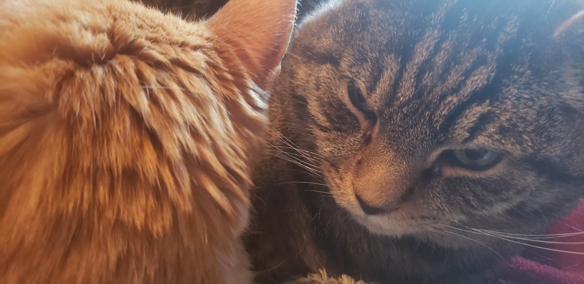 wilsonandtruman's tweet photo. @cat_yawns Wilson&amp; Truman doing head spoon...gradutate to full body hugs https://t.co/FmrIye5kLw