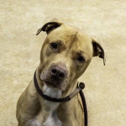 11 more dogs sponsored by <a href="/dogmonauts/">MoonClub.xyz | DogBots SOLD OUT</a>! Check them out here: moonclub.xyz/collection/cha…

Little Boy, Mailbox, Jeppetto, Allen Michael, Ghost, Jack, Robin, Hazelton, Marco, Natalia, and Levon!