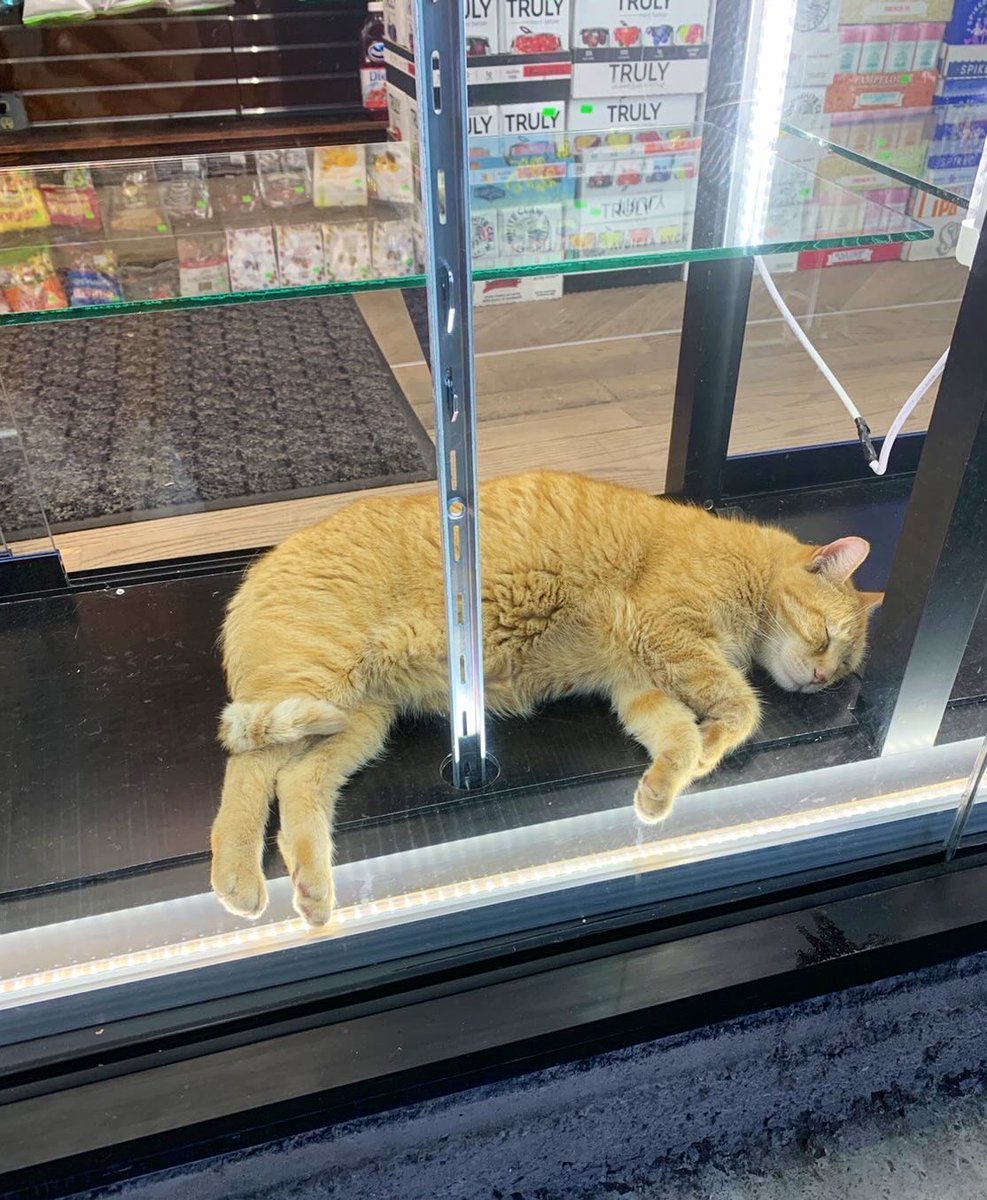 Bodegacats_'s tweet photo. https://t.co/GLEQg4eQNz