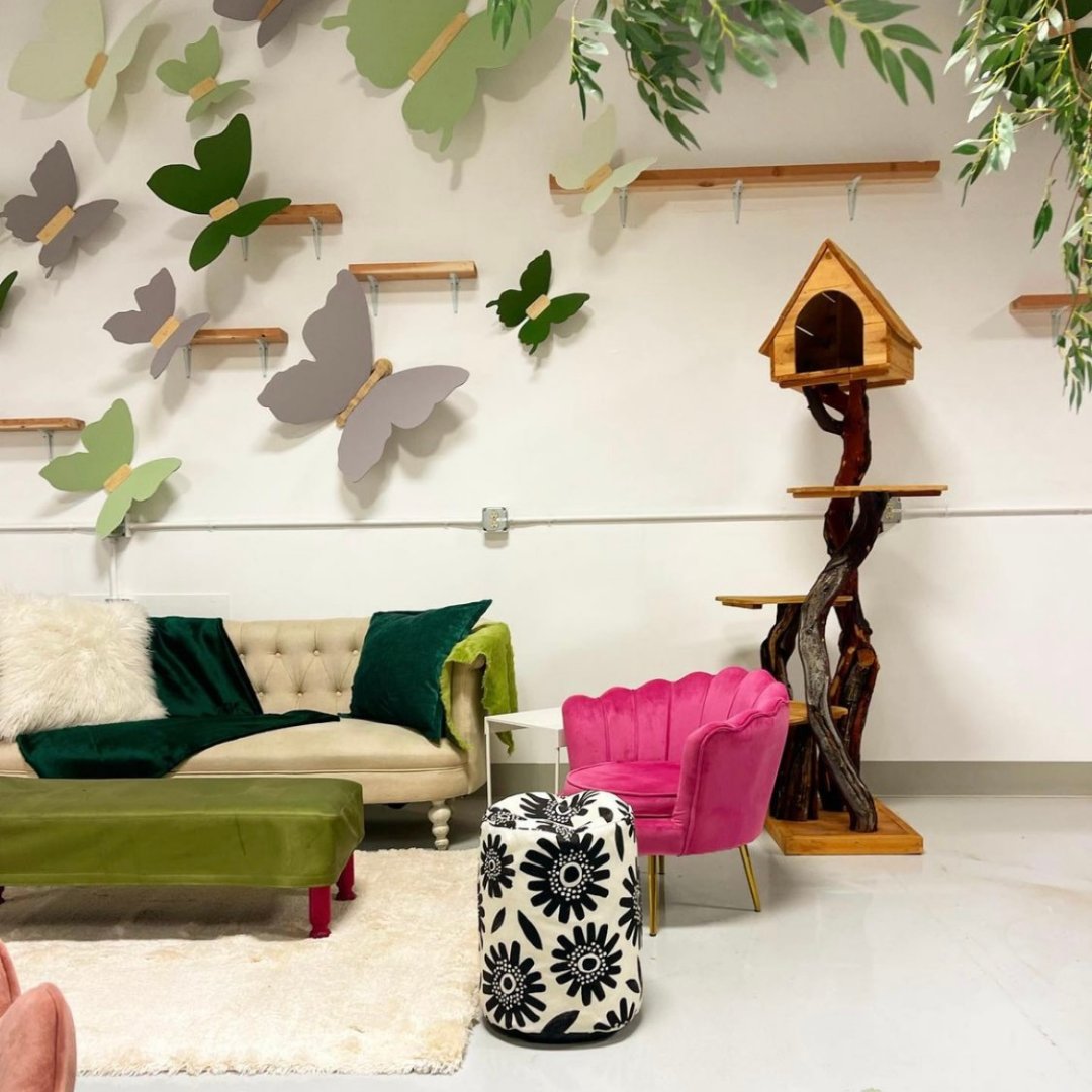 Enchanted Cat Cafe opened last month here in #Reno! They partnered up with the ARGONN, Grace for the Voiceless, Precious Paws Society of NV, &amp; Feral at Heart, so all the cats you hang out with are also available for #adoption. Go get a nice cup of coffee and hang out.