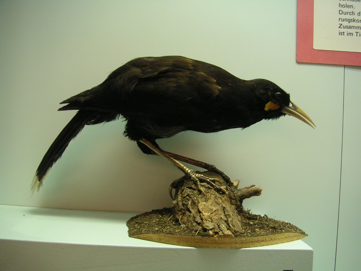 MarkusBhler10's tweet photo. I had totally forgotten about this pair of #huias (Heteralocha acutirostris) from the NHM Hamburg. This species from New Zealand which became sadly extinct in the early or middle 20th century, showed a very unusual sexual dimorphism in beak morphology. https://t.co/UmxiFKEMGN