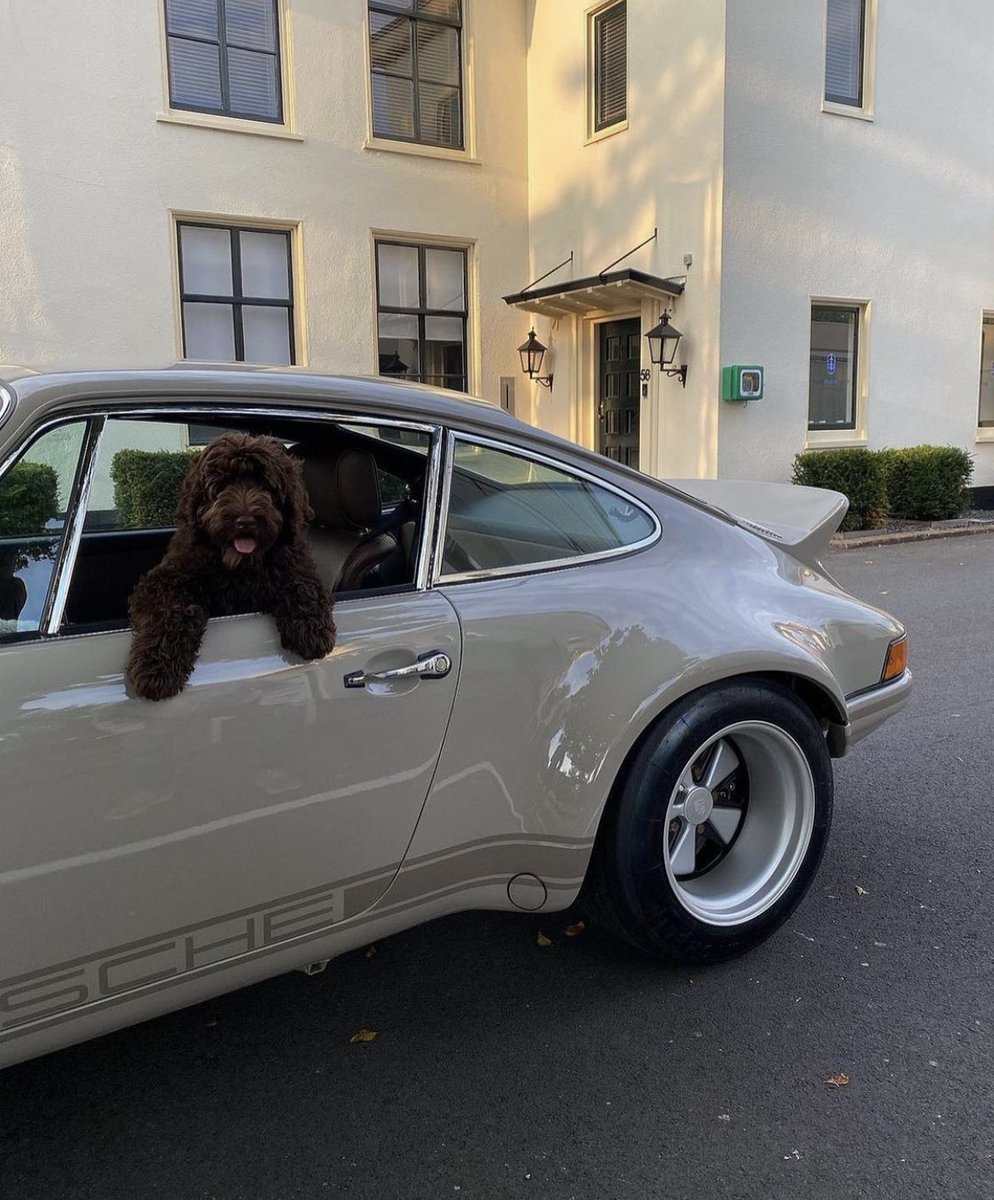 crusoeandsons's tweet photo. 🐶 (📸: @basjanproper) https://t.co/27ltaFRCUq