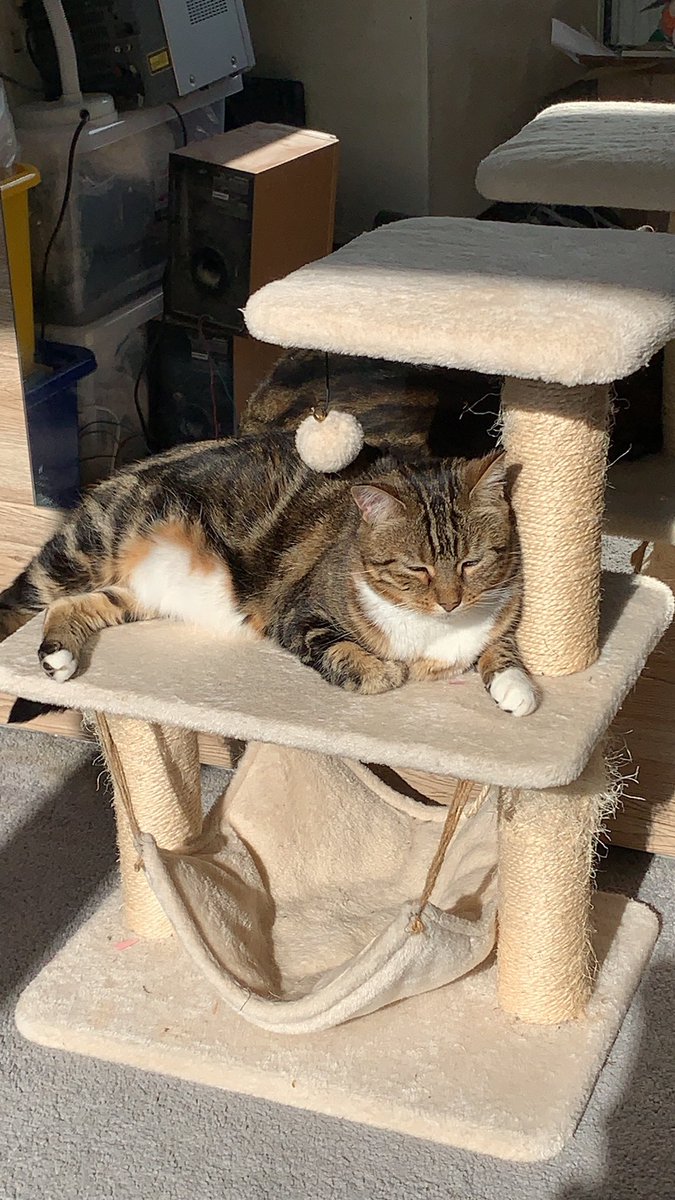 DarkAngelMJH's tweet photo. Please help find Lexi missing from SK6 area. Neighbors moved that day in Sept to Hyde #missingcat #findmycat #SK6 https://t.co/qTVY2DTp6R
