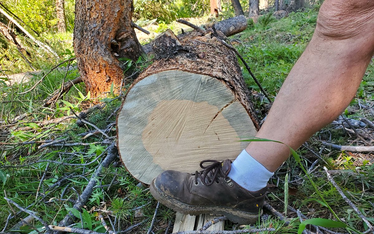FrontRangeLumbr's tweet photo. This picture explains a lot about #BlueStainPine.
This #beetlekill #pine log was cut down in SW #Colorado area.
1. The man’s leg/foot gives you perspective as to the size of this log. Colorado generally is NOT premium territory for big trees...
Read more: https://t.co/V58hvnlimx https://t.co/Q84uUkrAKF