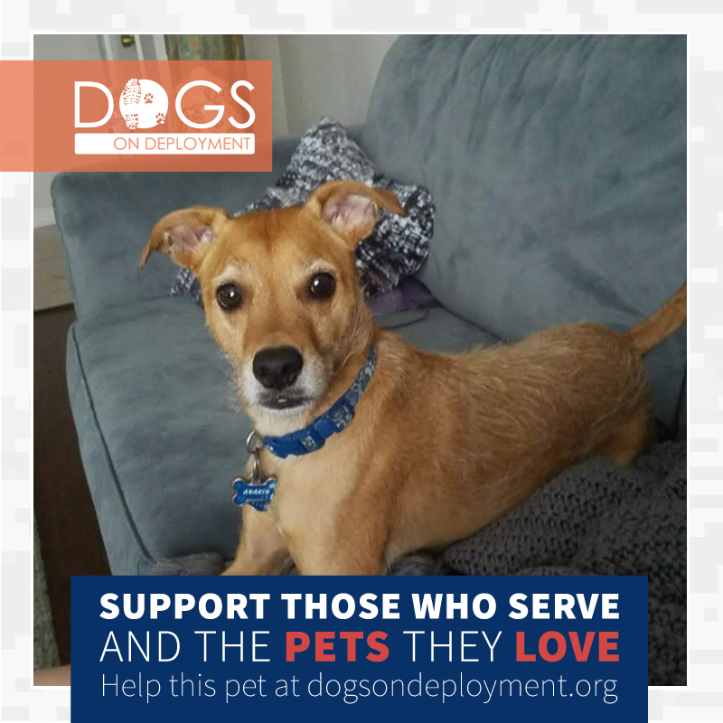DogsonDeploymnt's tweet photo. #DoDBoarders needed (3 Pets) VIRGINIA BEACH, VA, 3/1/22-12/26/22. #Navy mom is #deploying overseas. If you can #board register & visit https://t.co/OxdhL4FFI6.
#DogsonDeployment #DoDMission #DoDPetInNeed #DoDFoster #MilitaryPetInNeed #VIRGINIABEACH #Virginia https://t.co/xsby8Fq8eo