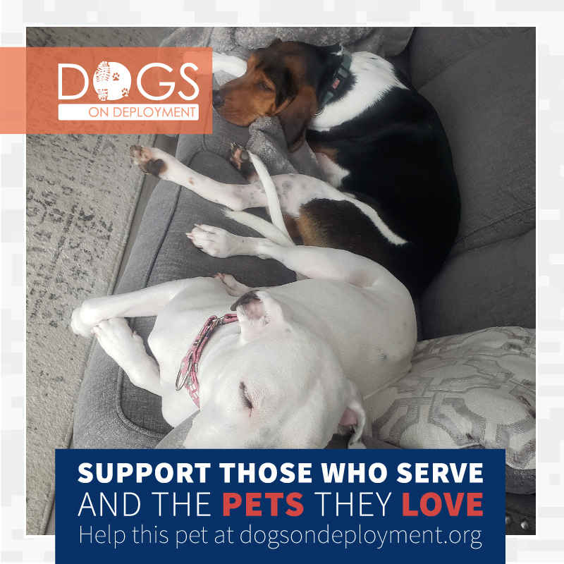DogsonDeploymnt's tweet photo. #DoDBoarders needed (3 Pets) VIRGINIA BEACH, VA, 3/1/22-12/26/22. #Navy mom is #deploying overseas. If you can #board register & visit https://t.co/OxdhL4FFI6.
#DogsonDeployment #DoDMission #DoDPetInNeed #DoDFoster #MilitaryPetInNeed #VIRGINIABEACH #Virginia https://t.co/xsby8Fq8eo