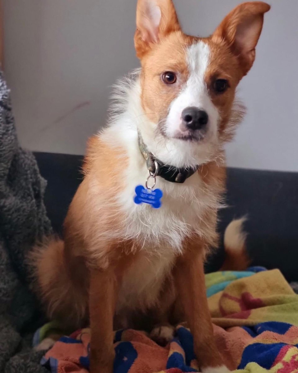 dogbus999's tweet image. Jack an 11 month old boy and is small to medium in size. Jack has been in a foster home for 4 weeks, where his fear of humans has improved so much and he has now got a nice bond with his foster mum. He is very dog friendly and would benefit from another playful dog in the home🐶