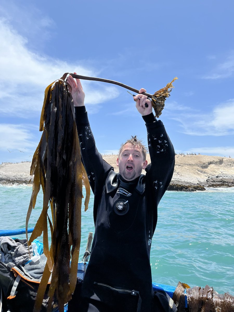 DanSmale1's tweet photo. Day 3 of @KELPER_Project - amazing to dive in the pacific and see the lush Eisenia kelp beds. Sweet surveys and data collected. Latitude only 10 deg South but water temp chilly 13 deg C. Uw viz 3 m and air temp 27deg. Beautiful but harsh coastline 💥 🌱 🌊 🌞 🐠 🍻 https://t.co/7pwGmpBMH7