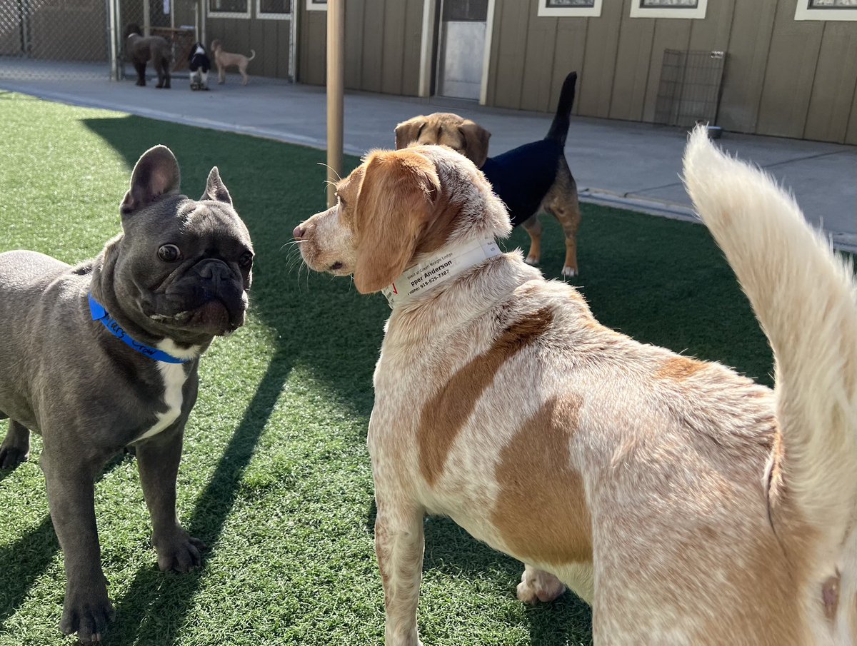 bing_lodge's tweet photo. We’re having so much fun on this beautiful Tuesday ☀️🐕☀️ https://t.co/GU8NY9HJRL
