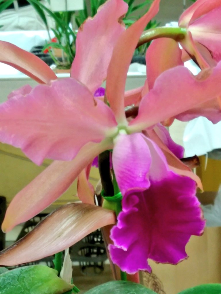 どこまでも✨
　高く　高く　飛べると🕊️
見たこともない🌠
　景色まで🌈

女子フィギュアスケート
艷やかな衣装で✨
トリプルジャンプの姿は✨鳥が舞う様で🦚
スピンする姿は✨
華やかな花の様で🌺
私は、その美しさに魅了されました💖

皆様も、オリンピックで、楽しみ見つけて🎶元気貰いましょう✨🍀