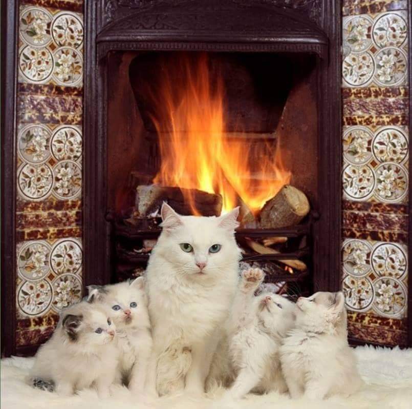 Добрый зимний вечер с животными. Коты в живописи. Уютного зимнего вечера. Добрый вечер зима. Художник лорри kajenna кайенна новый год.