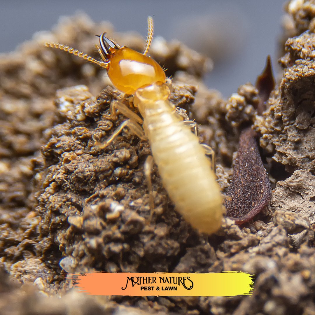 MotherPestOK's tweet image. Nobody should have to live with pests. If you’re struggling with bed bugs, termites, etc., get your free estimate today! Save $100 off your Sentricon system installation. For more information, visit our website at pestsecret.com. #okcpestcontrol #termitestulsa