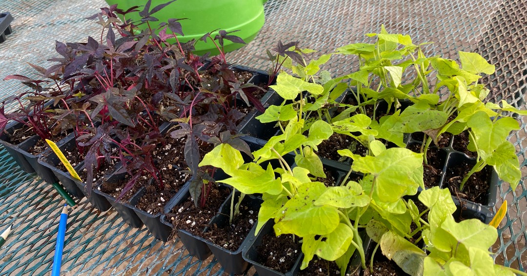 ReedsSpringHS's tweet image. Botany students are getting the planting season started this week!
Today students planted over 700 plants! #theorytuesday #WolvesAtWork #AcademicExcellence #ONEwiththePACK