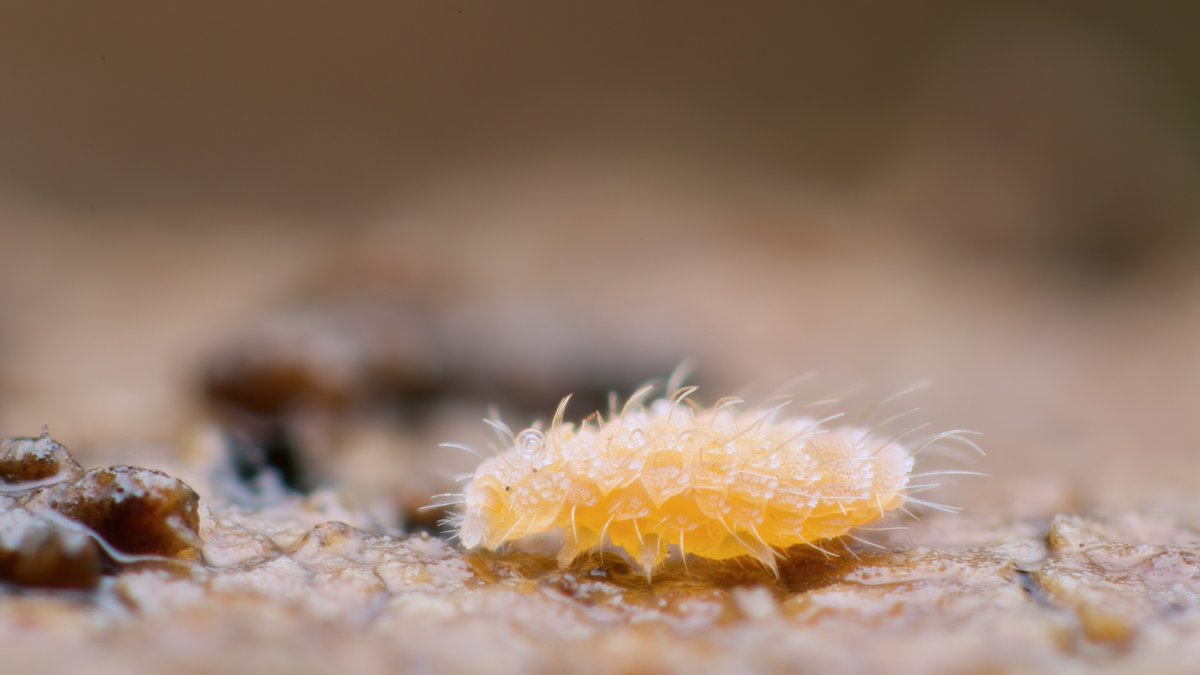 mesofauna's tweet photo. Monobella grassei is a wonderfully ornate springtail, around 2mm long. There's also an uninvited guest hitching a ride on her head- a tiny, perfect coil of immature nematode. #springtail #collembola #soillife #soilanimal #mesofauna https://t.co/wZ0wMl3zZl https://t.co/AjFje15Mcm