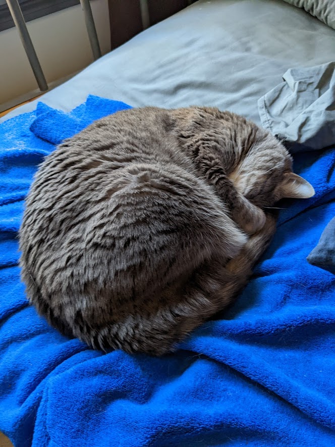 troilee's tweet photo. Can I do this too? This feels like the thing to do today. #caturday #butonTuesday #catsofinsta https://t.co/IW3h60krAr