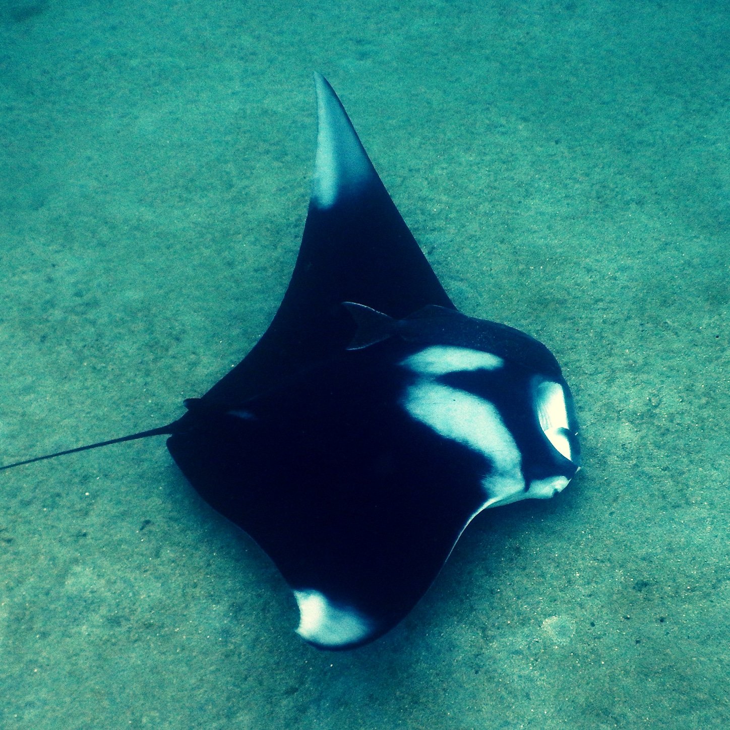Caribbean Manta Rays