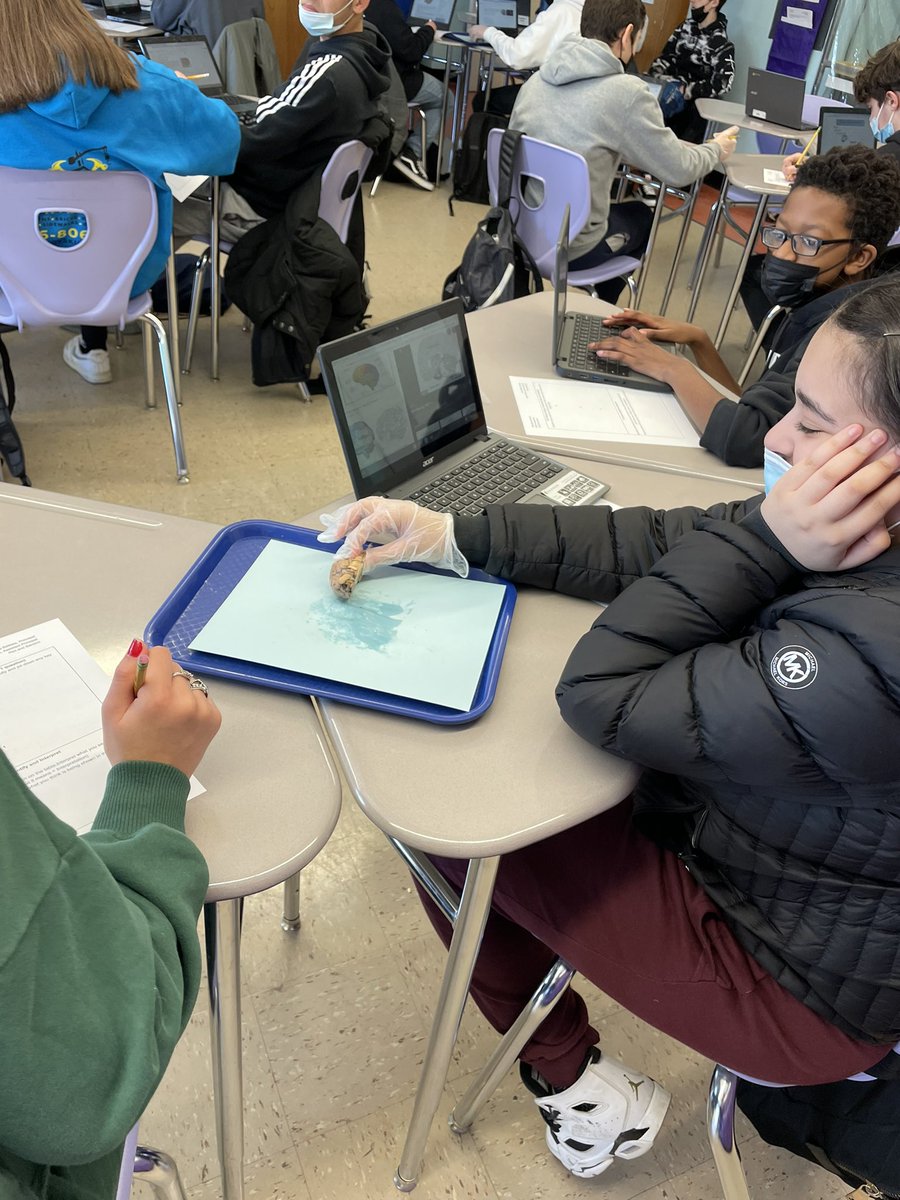 hagarabuella's tweet image. Shoutout to my 2 amazing Science teachers Mr. Santoro & Mrs. Peri for designing a hands-on lesson. Students identified parts of a Sheep’s Brain to determine its function! #sciencestudent #sciencefun