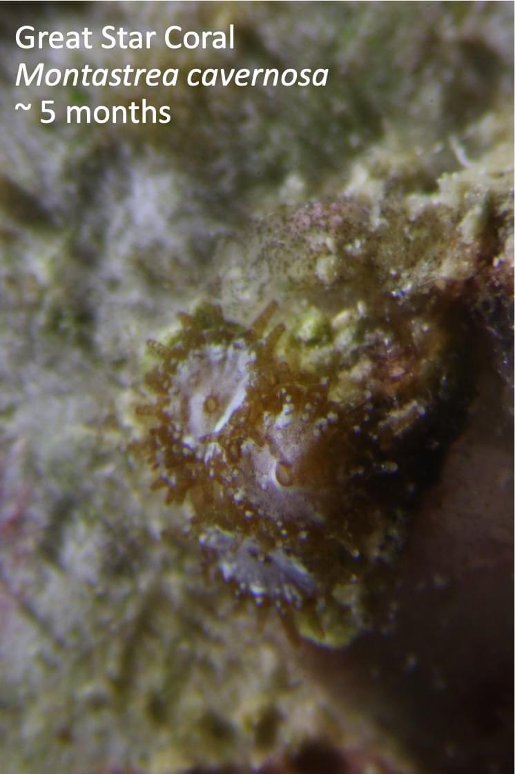 Photo update of the corals living at CARMABI! With the help of Kristen Marhaver (<a href="/CoralSci/">Dr. Kristen Marhaver</a>), Mark Vermeij, and Matthew James Bennett (@MatthewJamesBe5) we have 6 species growing in aquaria! Here are some of the cuties 🥰