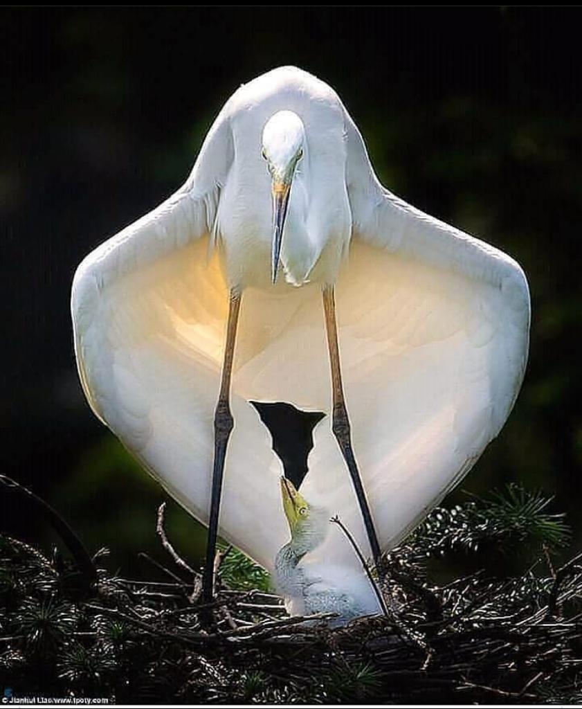 protegertuambi2's tweet image. #photography #PhotographyIsArt #photograph