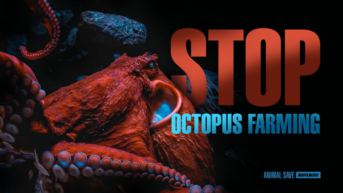 #StopOctopusFarms 🐙
@AyuntamientoLPA <a href="/PresiCan/">Presidencia GobCan</a> <a href="/PSOECanarias/">PSOE Canarias ❤️🇮🇨</a> @CanaryIslandsEN
The environmental impacts of aquaculture to #GranCanaria would be enormous &amp; bad for tourism, with habitat loss, disease, pollution, food decomposition, disinfectants.