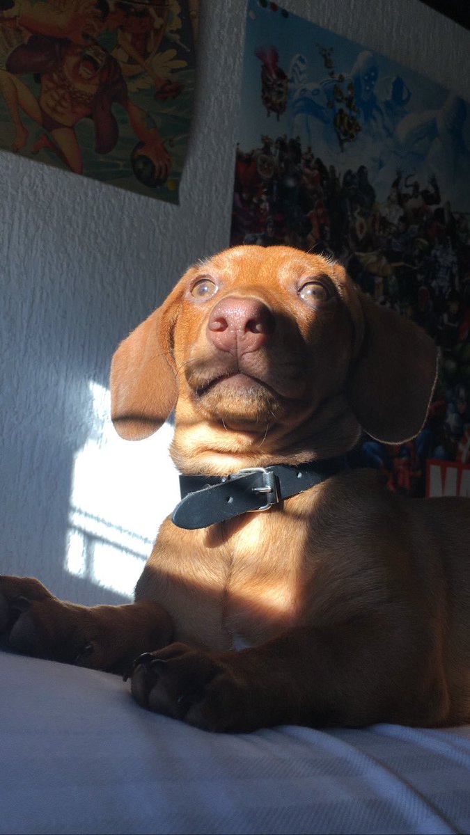 Zulemajimenez_'s tweet photo. 🐾🌭☀️💤 https://t.co/gifLnIwxPI