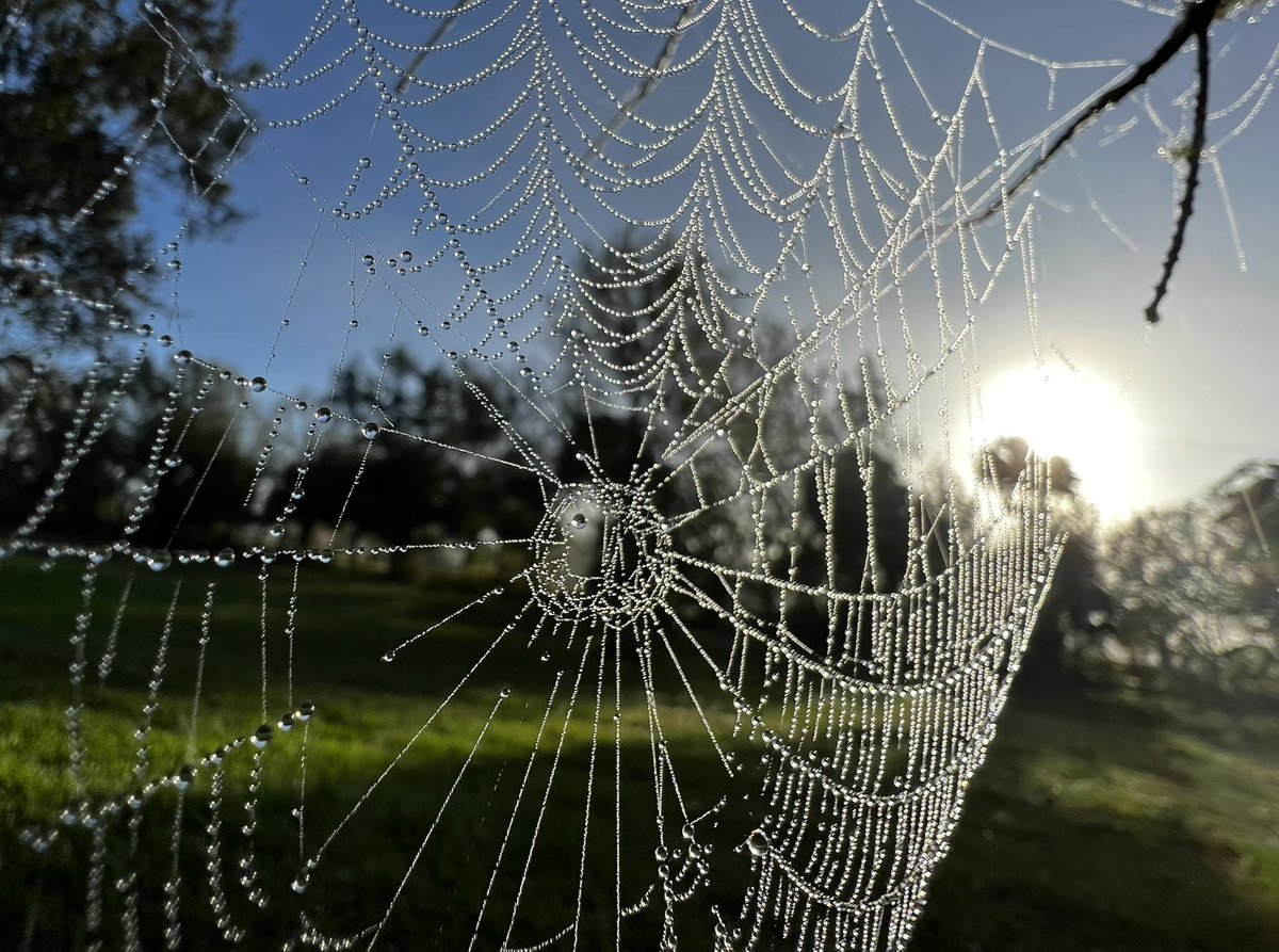 LannisW's tweet photo. Florida sunrise with spiderweb  #ShotoniPhone #iPhonemacrochallenge #shotoniphone13pro @Apple https://t.co/M8Vv7UaRah