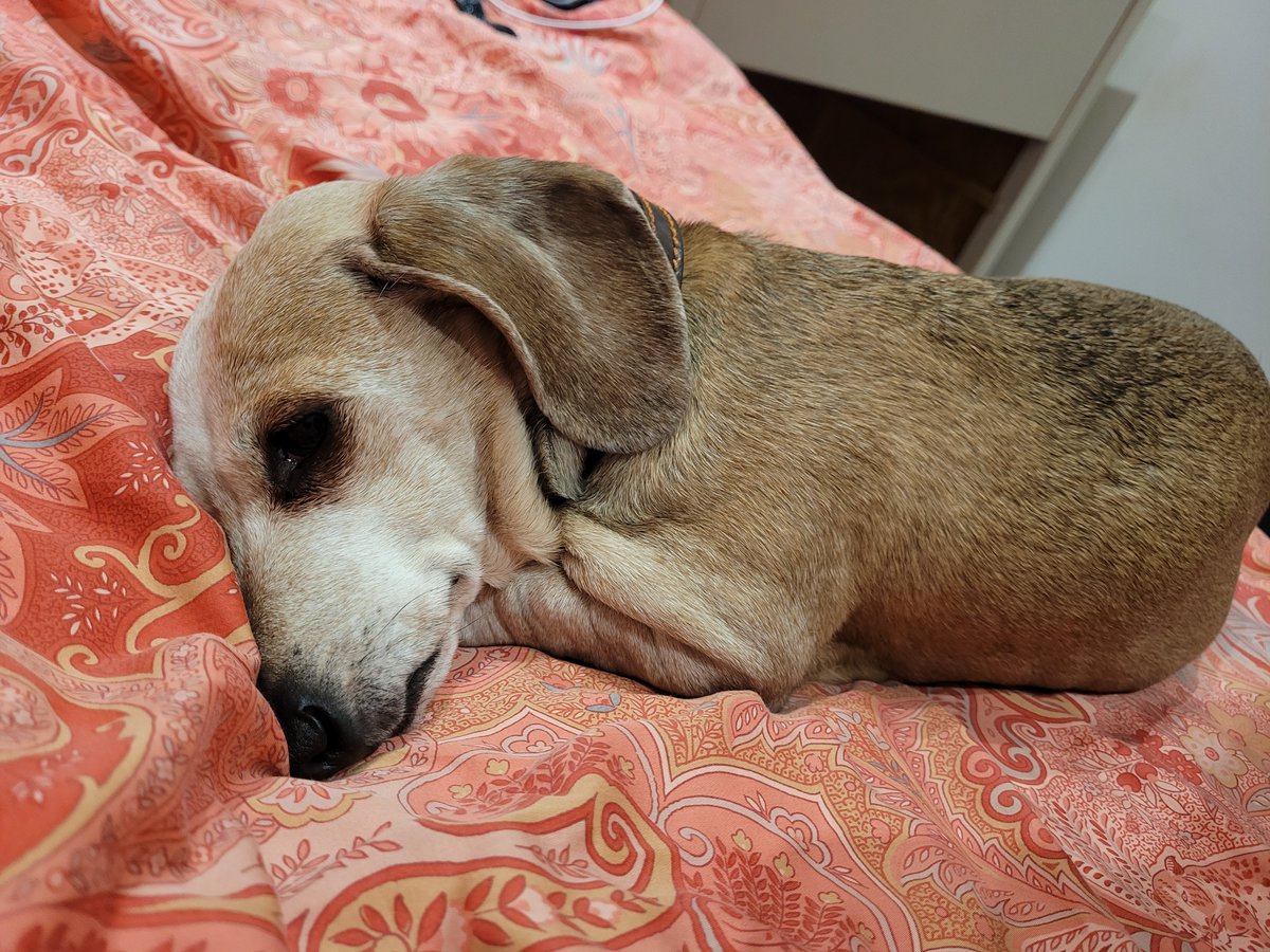 NathanP3333's tweet photo. @katrinwood Thanks Sarah. It's all on HD video. Dog is next to me now and pretty chilled with life! https://t.co/pcqlF10KGw
