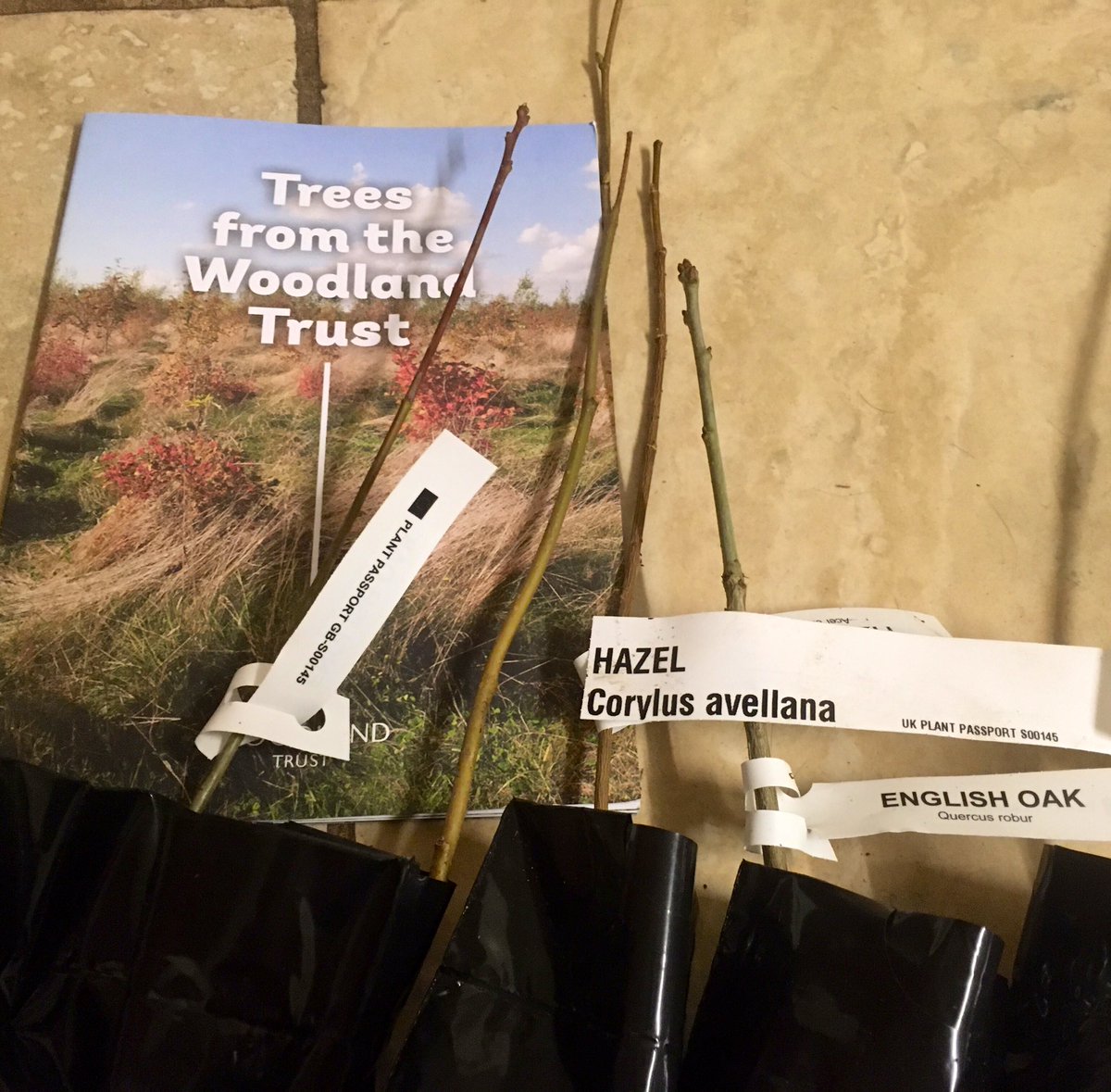 A Cheshire Dairy Farm (@farmingcheshire) on Twitter photo Today we collected our pack of 10 native lowland trees to help with the Big Farm Tree Planting campaign, courtesy of <a href="/NFUNorthWest/">NFU North West</a> @WoodlandTrust <a href="/LloydsBankBiz/">Lloyds Business</a> These trees will be planted across our farm to help with reducing our carbon footprint as well as enhancing habitats 🌳 Today we collected our pack of 10 native lowland trees to help with the Big Farm Tree Planting campaign, courtesy of <a href="/NFUNorthWest/">NFU North West</a> @WoodlandTrust <a href="/LloydsBankBiz/">Lloyds Business</a> These trees will be planted across our farm to help with reducing our carbon footprint as well as enhancing habitats 🌳