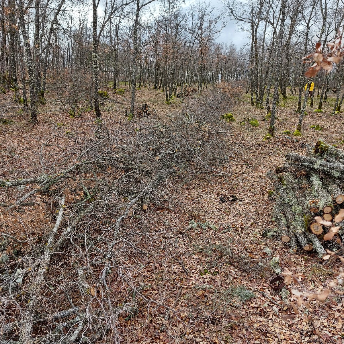 Forestal Alcarreña (@forestalcarr) on Twitter photo 