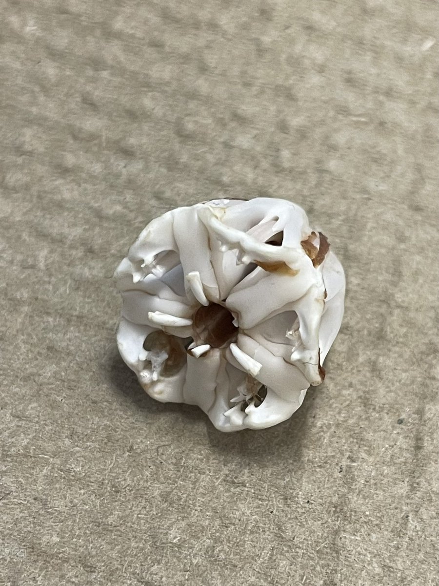 This is an Aristotle’s lantern. Do you know what animal it comes from? @ljrchem <a href="/MrsHeistScience/">Leilani Heist</a> @geriberger08 #aquaticscience #invertabrates