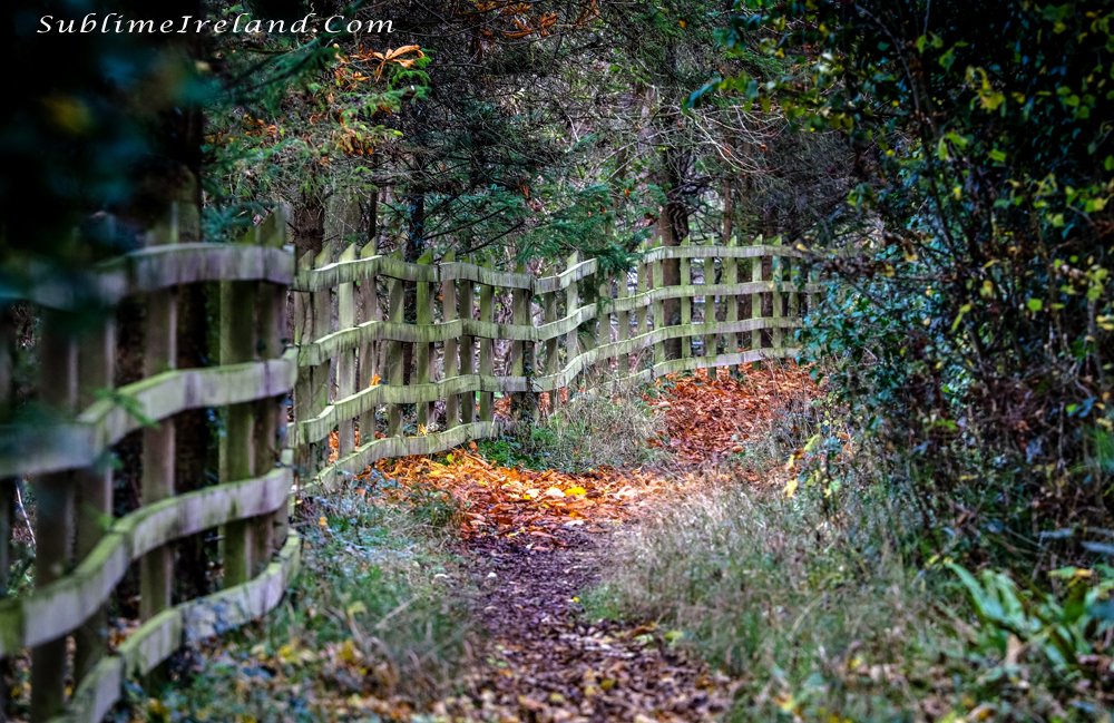 SublimeIreland's tweet photo. #Ireland in its #Autumn splendour on the banks of the #RiverBoyne in County #Meath. Prints available individually or as a set. #CountyMeath #BoyneValley #IrelandsAncientEast #PictureIreland #DiscoverIreland #LoveIreland #VisitIreland #FailteIreland https://t.co/a5dHis878b