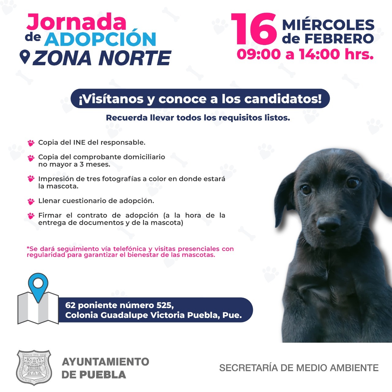 Secretaría de Medio Ambiente on Twitter: "🐕📅 Informamos que este  miércoles 16 de febrero la Dirección de Protección Animal realizará su  primera jornada de adopción de perritos presencial en la zona norte
