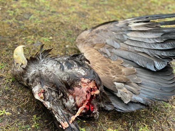 Detta är den tredje havsörnen som slagits ihjäl av vindkraftverk på Gotland i år, dvs 6 veckor.
Det är en vuxen örn som just påbörjat årets häckning.
Bilden togs igår av Måns Hjernquist