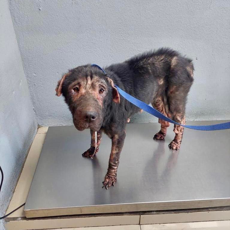 LandofStrays's tweet photo. We are thrilled! 
Dear #Dayma is already receiving medical attention. We went to pick her up last week, and she is already in our trusted clinic, where the Doctors are working their magic to make her feel and look fantastic.

#LifeAtLandOfTheStrays https://t.co/LKUHw8eGEQ