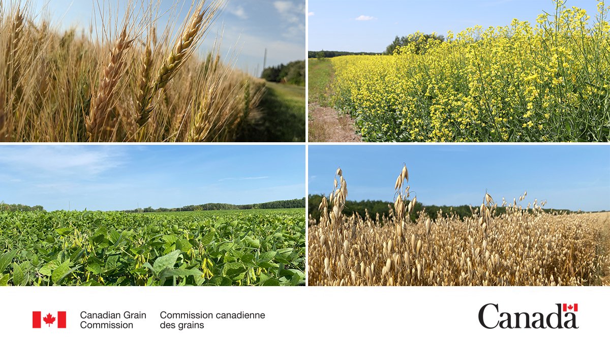 Canadian Grain Commission tweet media