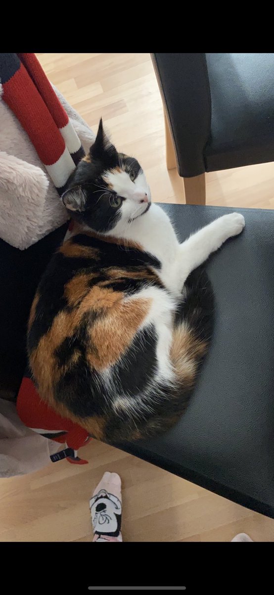PPawrentingCat's tweet photo. WALLACE - MISSING / STOLEN? - Calico cat - last seen in Staines Upon Thames, UK on 2nd March 2021. She is neutered and chipped. Please help bring her home!. #CatsOfTwitter #FindWallace #CatsLivesMatter #Cat #calicocrew #uk #england #missingpets https://t.co/svNKR9vKTG