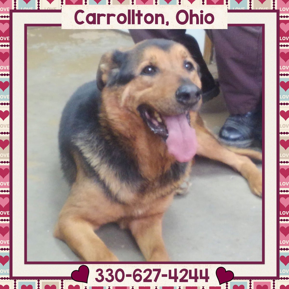 FoccdpOhio's tweet photo. Available at the Carroll County Dog Pound, OH
#CarrolltonOhio #RottieMix #ShepherdMix #RescueDogs #AdoptDontShop #dogsoftwitter https://t.co/XlmpWtAiWH