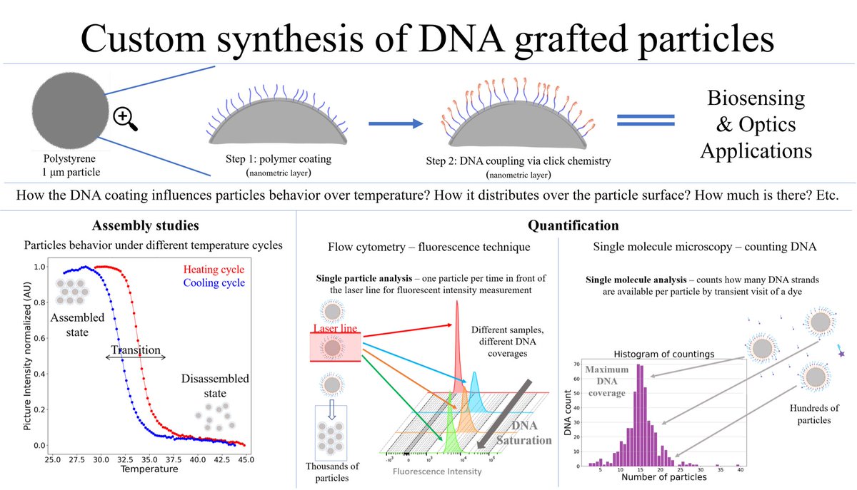 Bárbara <a href="/TUeindhoven/">TU Eindhoven</a> works with synthesis and characterization of #DNA coated #colloids and their assembly behaviour. She aims to study surface functionalization density &amp; distribution for subsequently fine tune the coating envisaging future application in #biosensing &amp; #optics
