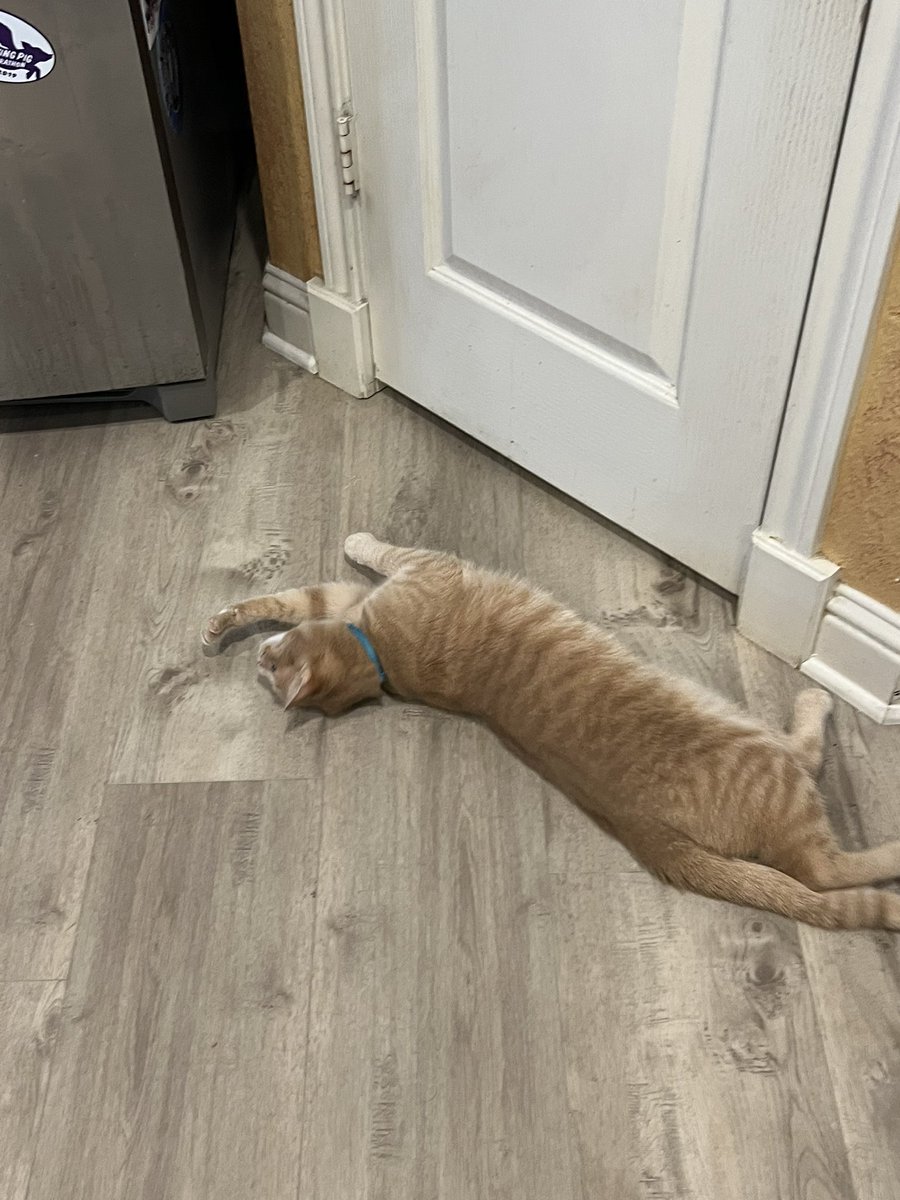 michellevw's tweet photo. Please let me in the pantry mom!! #rescuecat https://t.co/IYOWxhKK1u