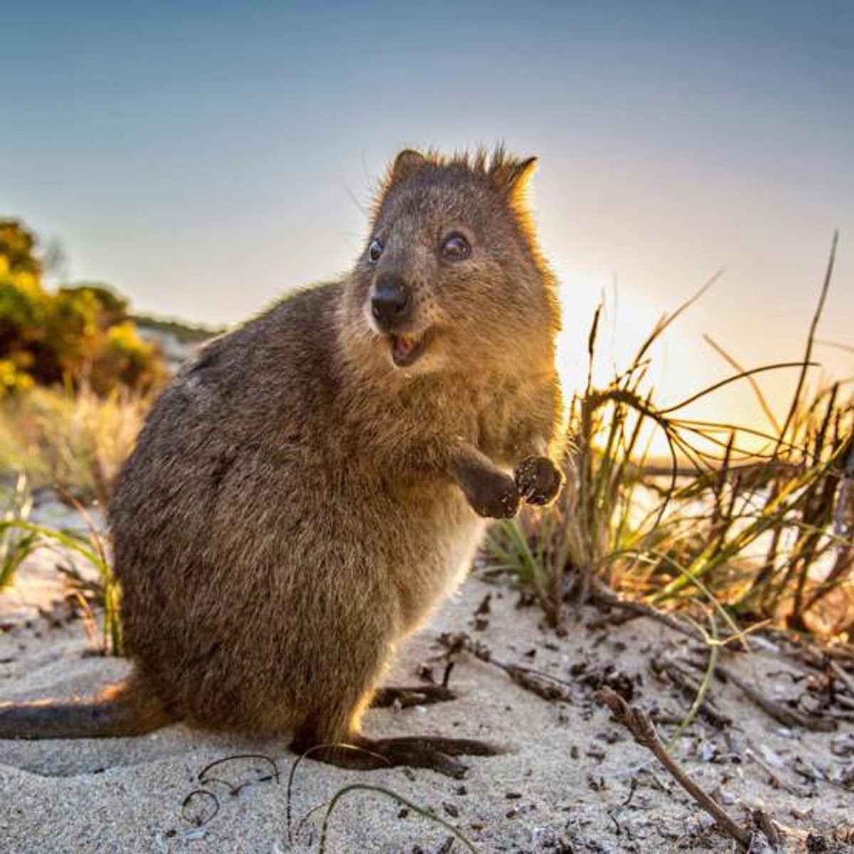 Австралийское животное меняющее внешний вид. Кенгуру Квокка. Австралия Квокка. Квокка (короткохвостый кенгуру). Австралийская кенгуру Квокка.